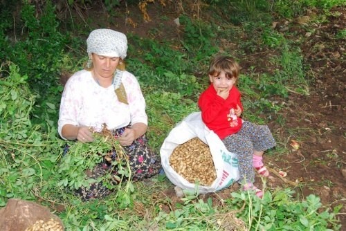 Yer Fıstığının Başkenti