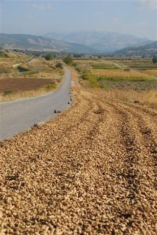 Yer Fıstığının Başkenti