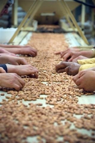 Yer Fıstığının Başkenti