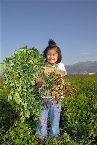 Yer Fıstığının Başkenti