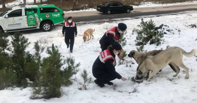 Jandarma, Zorkun'da sokak hayvanlarını besledi