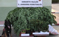 Jandarma'dan köy evine uyuşturucu operasyonu