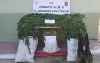 Sumbas'ta 8 kilo esrar ve 680 kök kenevir ele geçirildi