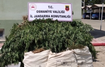 Uyuşturucu operasyonunda 19 kilo esrar ile 350 kök kenevir ele geçirildi