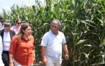 Adana'da 62 çeşit silajlık mısırdan verimi ve kalitesi yüksek olanlar tescillenecek
