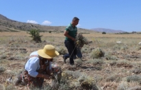 Burdur'da susuz tarımla üretilen ölmez çiçek üreticinin yüzünü güldürüyor