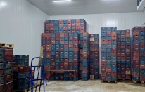 Mersin'de Hal Kayıt Sistemi'ne bildirilmeyen 380 ton limon tespit edildi