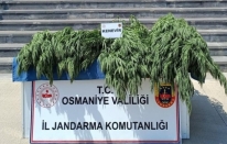 Tarlasında Hint keneviri yetiştiren şüpheli yakalandı