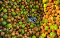 Osmaniye'nin verimli toprakları, Türkiye’nin ceviz üretimine katkı sağlıyor