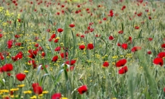 Gelincik ve papatyalar