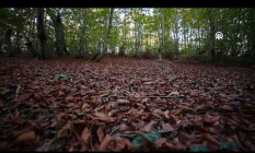 Dumanlı Yaylası sonbahar renklerine büründü