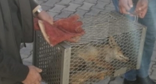 Tedavi edilen Tilki doğaya bırakıldı