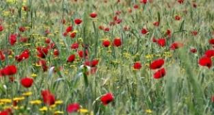 Gelincikler ve papatyalar tarlaları süsledi