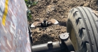 Tarladaki yuvasını korumak isteyen kuş traktörü durdurdu