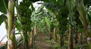 Bereketli olsun! Muz serasında ilk hasadı Vali Yılmaz yaptı