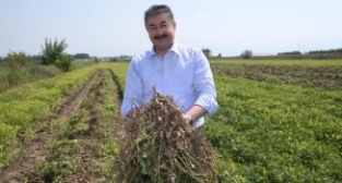 Yerli ve milli yerfıstığı çeşidi Ayşehanım yaygınlaşıyor