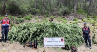 Ormanlık alanda 55 bin kenevir bitkisi ele geçirildi