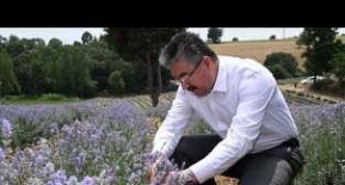 Kadirli'de Lavanta hasadı