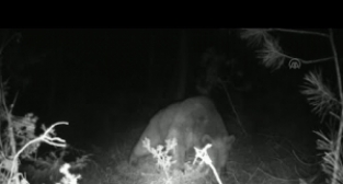 Kamp yapan kişi çadırının yakınına gelen ayıyı görüntüledi