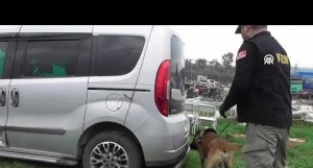 Narkotik köpeği Poyraz, "ayın köpeği" seçildi