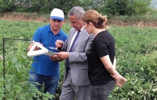 Osmaniye'de bitki sağlığı çalışmaları titizlikle yapılıyor