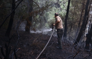 Osmaniye'de 2 hektar kızılçam alan yandı