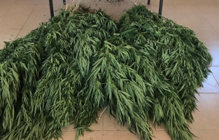 Köy evinde 4 kilo esrar ele geçirildi