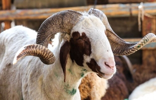 Kurban Kesim Kursu açılıyor