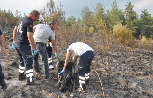 Osmaniye'de bir kişi orman yangınında feci şekilde can verdi