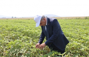 Getirisi yüksek! Bir dönümden 5 bin lira kazanç sağlıyor