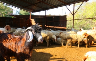 Kurbanlık fiyatları açıkalndı