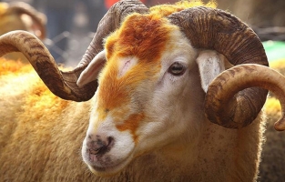 Kurbanlık alırken dikkat edilmesi gerekenler