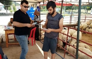 Kistli sakatatları hayvanlara yedirmeyin!