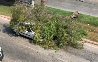 Seyir halindeki otomobilin üzerine ağaç devrildi