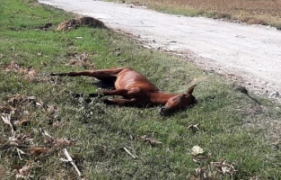 Yaralı at dakikalarca can çekişti