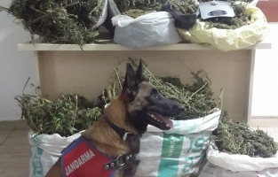 Osmaniye'de köy evinde 22 kilo esrar ele geçirildi