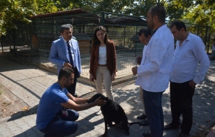 Öğretmenlerin sahiplendiği köpeğin yeni yuvası okul oldu
