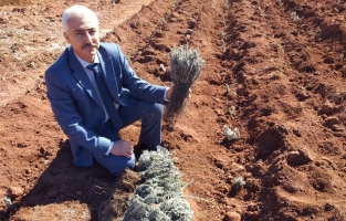 Osmaniye'de projeyle 5 dekar alana 3 bin 766 lavanta dikildi