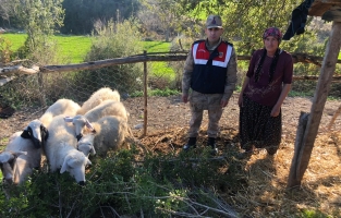 Çalınan küçükbaş hayvanları Jandarma buldu