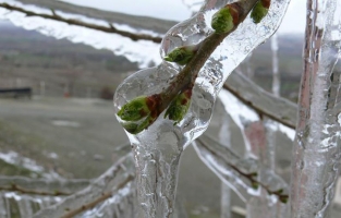 Osmaniye için zirai don uyarısı yapıldı!
