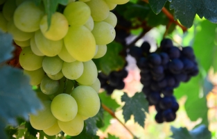 Osmaniye'de bağcılık tarımını geliştirme projesi hazırlandı