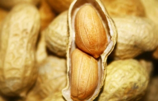 Karaborsaya düşmesini önlemek için yer fıstığı ithal edilecek!