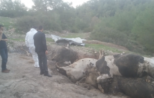 Konya'dan çalınan büyükbaş hayvanlar Osmaniye'de telef olmuş halde bulundu