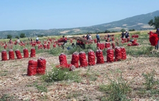 Tarladaki soğanı ne alan ne de soran var