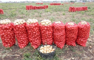 Osmaniye'de turfanda soğan hasadı sürüyor