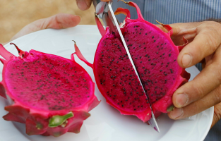 Osmaniye'de tropik meyve yetiştiriciliği yaygınlaştırılıyor