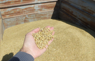 Çukurova'nın ilk arpa hasadı Osmaniye'de gerçekleşti