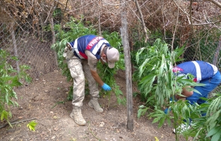 Jandarma'dan uyuşturucu operasyonu