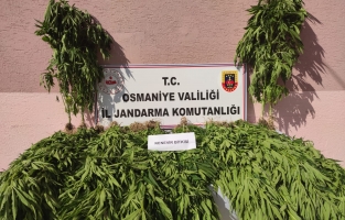 Ormanlık alanda hint keneviri ele geçirildi, 2 kişi yakalandı