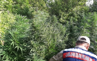 Osmaniye'de 'ÖRTÜ'lü uyuşturucu operasyonu